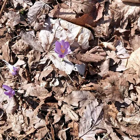 Casa Andrea Nyaraló *