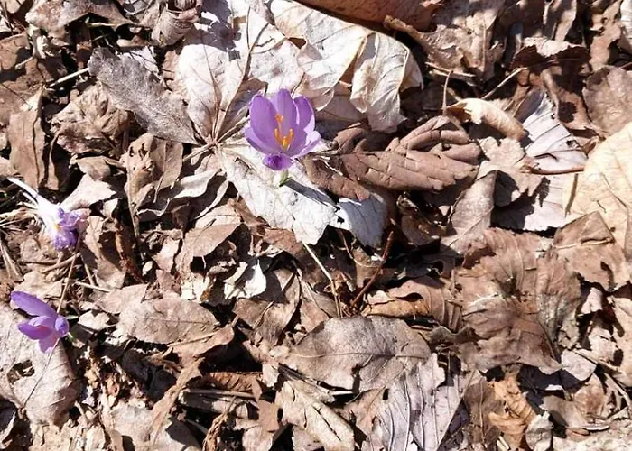 Casa Andrea Hébergement de vacances *